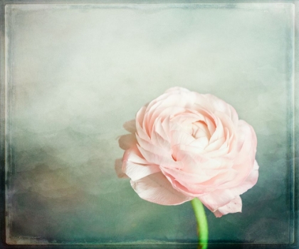 Picture of PEONY 03