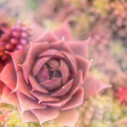 Picture of SUCCULENTS 02