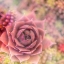 Picture of SUCCULENTS 02
