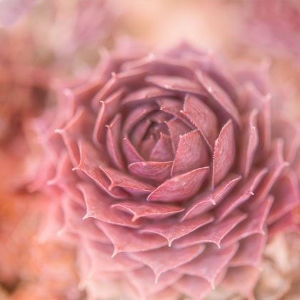 Picture of SUCCULENTS 03