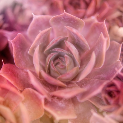 Picture of SUCCULENTS 04