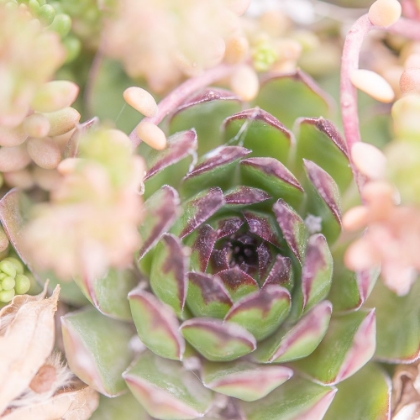 Picture of SUCCULENTS 08