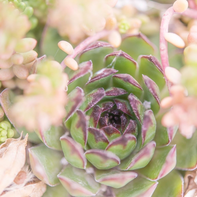 Picture of SUCCULENTS 08