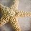 Picture of UNDER THE SEA 03