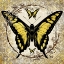 Picture of HONEY BEE BUTTERFLY 04