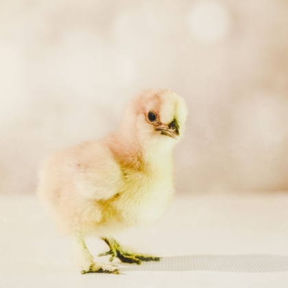 Picture of BABY CHICKEN 01