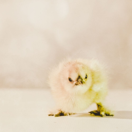 Picture of BABY CHICKEN 02