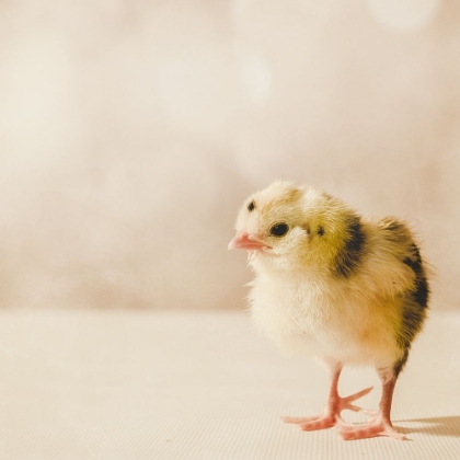 Picture of BABY CHICKEN 03