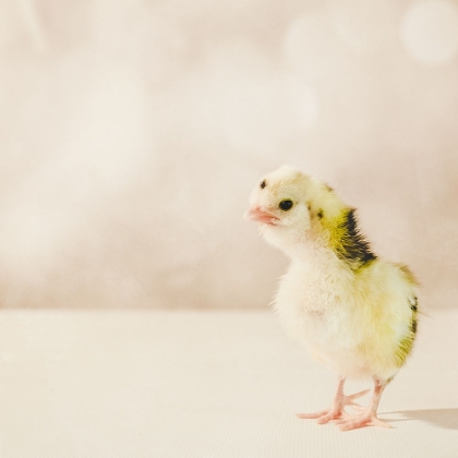 Picture of BABY CHICKEN 04