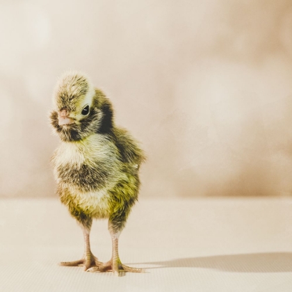 Picture of BABY CHICKEN 05