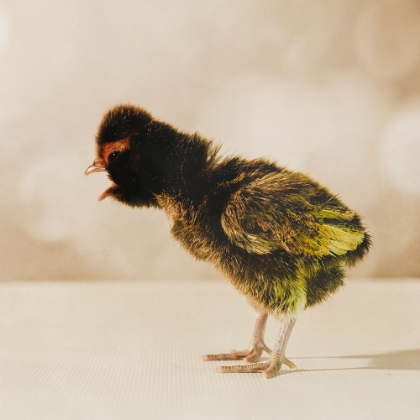Picture of BABY CHICKEN 06