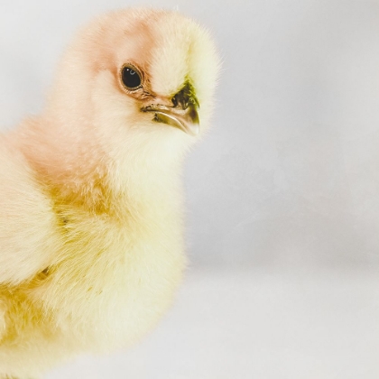 Picture of SPRING CHICK 01