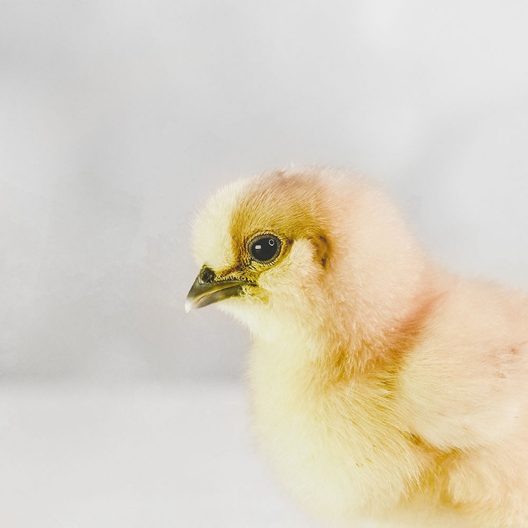 Picture of SPRING CHICK 02