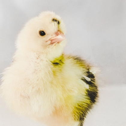 Picture of SPRING CHICK 03