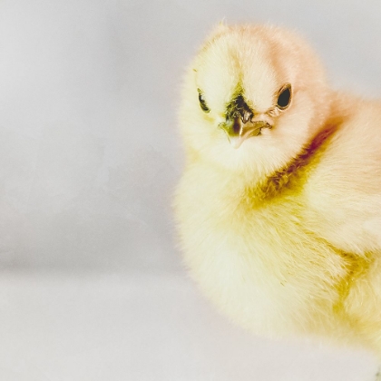 Picture of SPRING CHICK 04