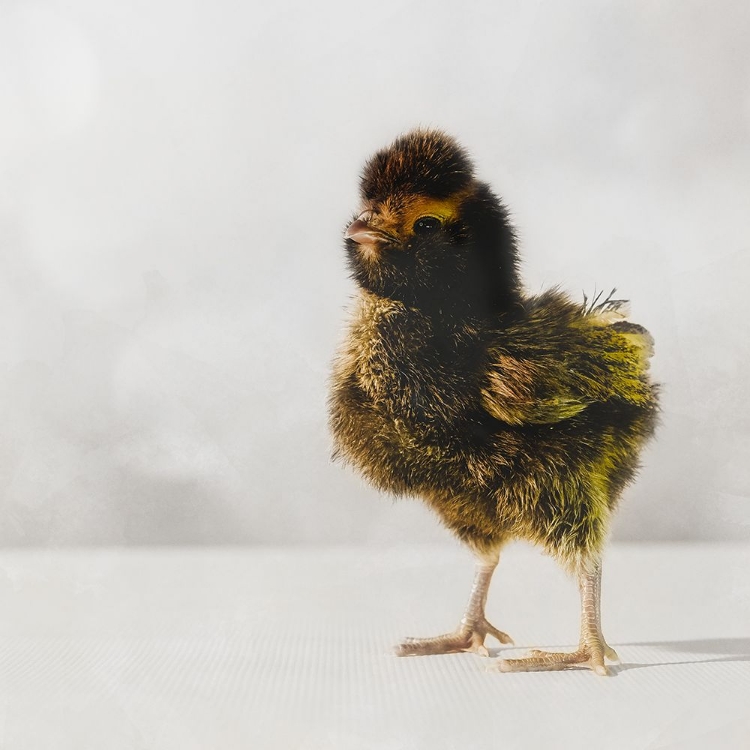 Picture of SPRING CHICK 05