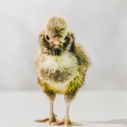 Picture of SPRING CHICK 06