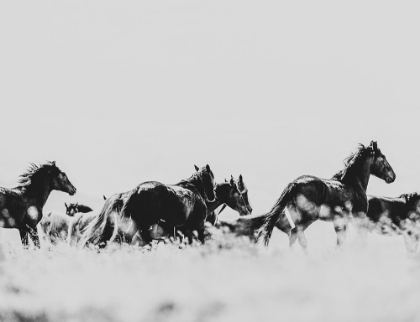 Picture of WILD HORSES OF THE GREAT BASIN 00