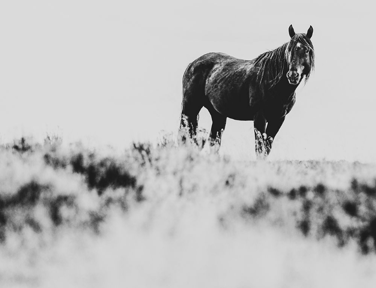 Picture of WILD HORSES OF THE GREAT BASIN 01