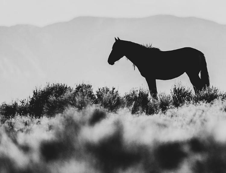 Picture of WILD HORSES OF THE GREAT BASIN 02