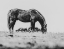 Picture of WILD HORSES OF THE GREAT BASIN 03