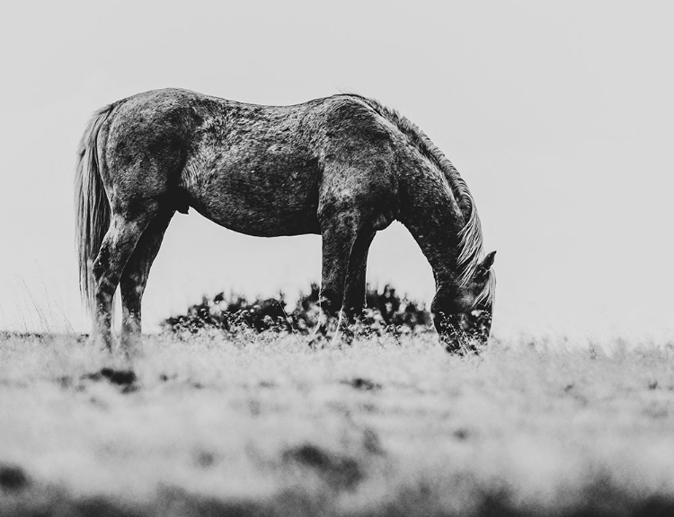 Picture of WILD HORSES OF THE GREAT BASIN 03