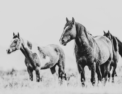 Picture of WILD HORSES OF THE GREAT BASIN 04