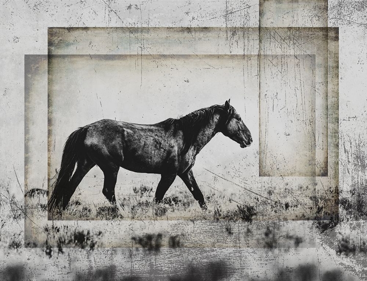 Picture of WILD HORSES OF THE GREAT BASIN 05