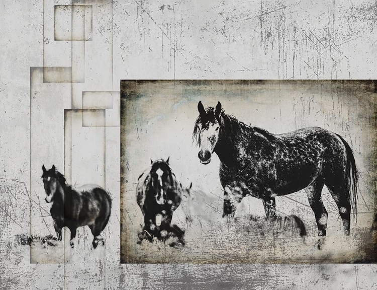 Picture of WILD HORSES OF THE GREAT BASIN 07