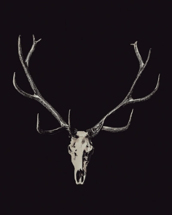 Picture of THE RUSTIC ANTLER 01
