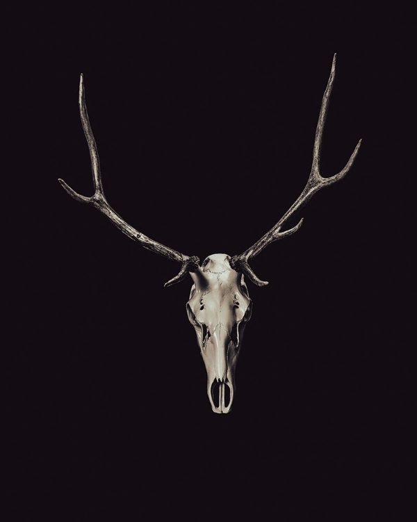 Picture of THE RUSTIC ANTLER 03