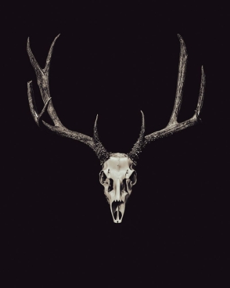 Picture of THE RUSTIC ANTLER 04