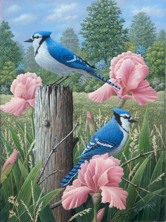 Picture of BLUE JAYS