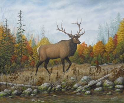 Picture of AUTUMN ELK