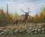 Picture of AUTUMN ELK