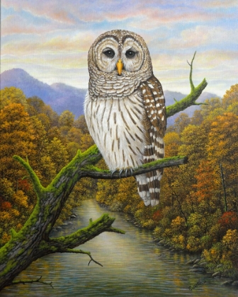 Picture of BARRED OWL