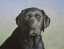 Picture of BLACK LABRADOR RETRIEVER