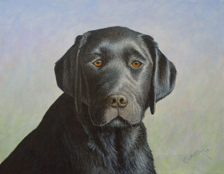 Picture of BLACK LABRADOR RETRIEVER