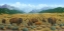 Picture of THE BISON TRAIL
