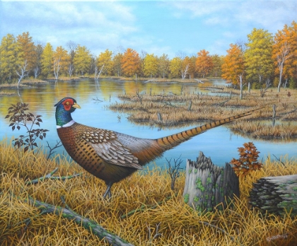Picture of RING-NECKED PHEASANT