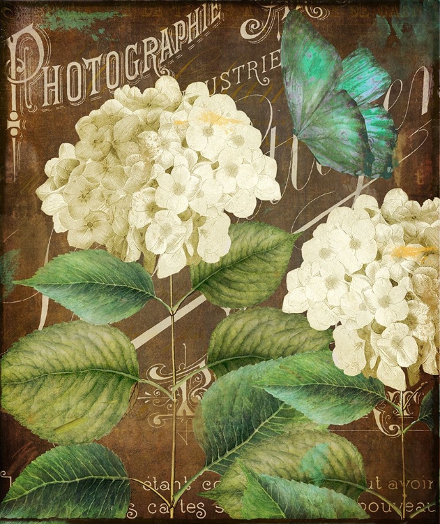 Picture of ALABASTER HYDRANGEA