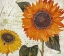 Picture of SUNDRESSES II