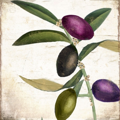 Picture of OLIVE BRANCH II