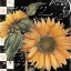 Picture of LATE SUMMER II