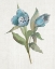 Picture of BLUE TULIP PICKS I