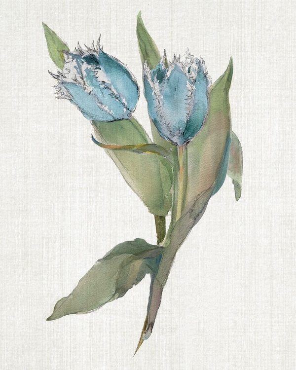 Picture of BLUE TULIP PICKS II