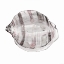 Picture of BLUSH SHELL I