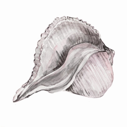 Picture of BLUSH SHELL II