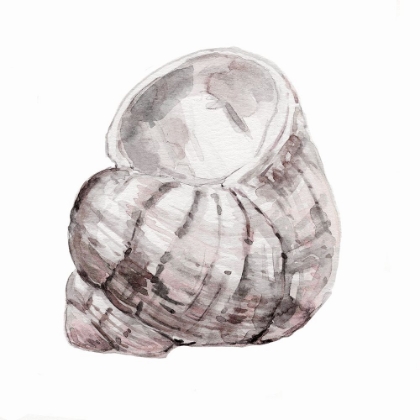 Picture of BLUSH SHELL III