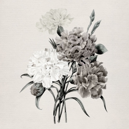Picture of NETURAL BOTANICAL CARNATIONS